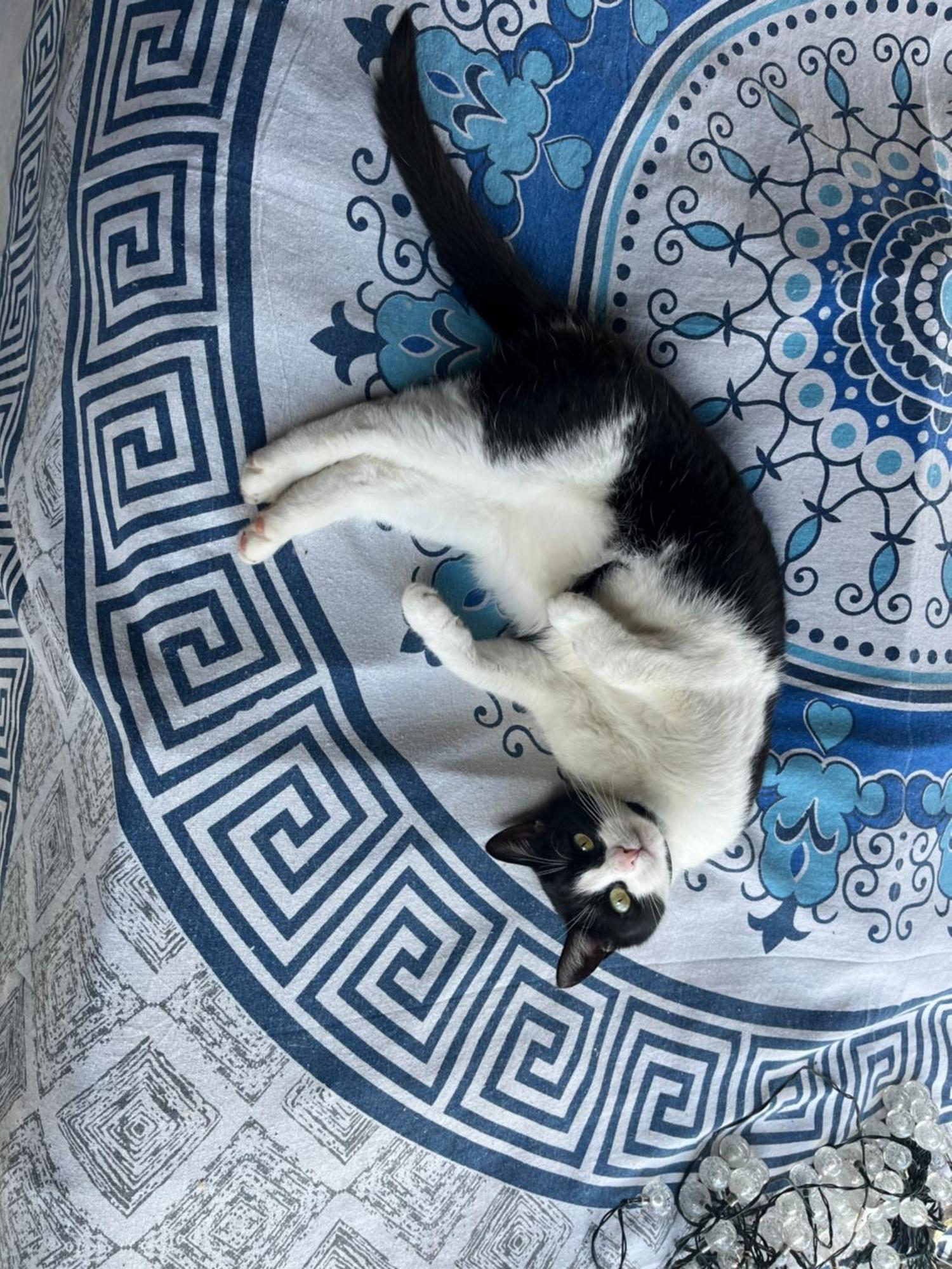 Willa Cat'S House- Dum U Trech Kocek Zdice Zewnętrze zdjęcie